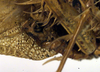 CollectionObject 1500479; 28eb1944-fbac-4585-95cf-3d9960f9e403: male abdomen tip (holotype). (CollectionObject).