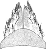 Subgenital plate: !! display not done !! on Ophiola decumana (Kontkanen, 1949): Subgenital plate. (Observation).