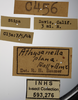 Other on Athysanella (Athysanella) plana Ball & Beamer, 1940: Labels Face and Dorsal. Labels for the specimen used for the label and dorsal view. (Observation).