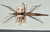 CollectionObject 1560692; 5e9dcdef-0a1d-4b44-afb2-d83916b4a61c: copyright UMO. female with ruler (holotype). (CollectionObject).