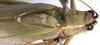 CollectionObject 1520827; 55bd3df0-da3d-41f2-a605-a1b2e3e5432e: male, dorsal view (paratype). (CollectionObject).