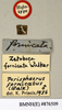 Perisphaerus aeneus (Brunner von Wattenwyl, 1865): Copyright Natural History Museum, London. Labels from holotype (adult male) of synonym Zetobora fornicata Walker, 1868 in BM(NH). (Otu).