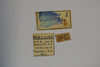 CollectionObject 1542648; 7a0518d1-ebde-45b1-ab57-e75c21cd8fa7, DEES 10150: labels (holotype). (CollectionObject).