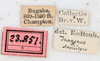 CollectionObject 1559092; NMW 217, 2c014ed2-0d61-47a3-bd22-932cf04472a1: copyright NMW, Vienna. female, data labels (holotype). (CollectionObject).