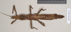 CollectionObject 1559197; 958d0635-9492-4c7e-8b6b-b20736f020c2: copyright Natural History Museum, London. female of synonym Anophelepis vittatus (syntype). (CollectionObject).