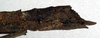 CollectionObject 1561594; NMW 60, 32e0ea99-11b4-4cd6-b71a-7954f1a5128b: copyright NMW. female: end of abdomen, lateral view (syntype). (CollectionObject).