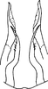 Pygofer, ventral view: !! display not done !! on Empoasca (Empoasca) kraemeri Ross & Moore, 1957: Genital capsule, ventral view. (Observation).