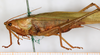 male, lateral view (syntype). Depicts CollectionObject 1531478; NMW 17598, 2e1b8dec-37ab-4fb6-89af-dfe824132120, a CollectionObject.