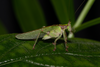 CollectionObject 2234153; 1f4440df-1d82-4c2f-b55f-cc96f16bb950: Photograph by M. Fianco. male on plant leaf. (CollectionObject).