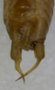 CollectionObject 1499560; b51be81a-1a1d-4185-8000-15fd6b12eaa1: male cerci, ventral view (paratype). (CollectionObject).
