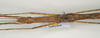CollectionObject 1562737; 932440d7-0230-4ede-bc39-bfad00f3fbd9: copyright QMBA. female: head & thorax (paratype). (CollectionObject).