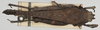 CollectionObject 1580736; e30e7ea6-dfb0-4a86-96dc-efd74dd65ce5: male, dorsal view (paratype). (CollectionObject).