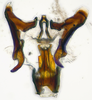 Aedeagus, ventral view: !! display not done !! on Cosmotettix Ribaut, 1942: n. sp.: (Observation).