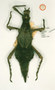 CollectionObject 1558891; f30aec17-01c4-4a0f-b7ab-846b551573a4: copyright RMNH, Leiden. female of synonym Haaniella muelleri simplex (holotype). (CollectionObject).