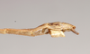 CollectionObject 1557515; 9dad141f-cbd9-4264-bbec-c99cd2c03221: copyright Natural History Museum, London. female, end of abdomen, lateral view (syntype). (CollectionObject).