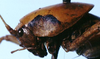 CollectionObject 1504896; c457ce59-a676-4bb6-94dc-9cf4919cdd65: male head and pronotum, lateral view (holotype). (CollectionObject).