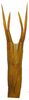 Aedeagus, ventral view on Andanus bimaculatus Linnavuori, 1959: apex, caudal view. (Observation).