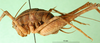 CollectionObject 1503128; 7f400fe4-a541-4e8b-b3e4-44a0856cbc02: male, lateral view (holotype). (CollectionObject).
