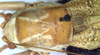 Zacycloptera atripennis Caudell, 1907: male pronotum and stridulatory apparatus (Nevada, Nye County). (Otu).