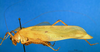 CollectionObject 1501747; a2070883-34f7-4724-98c7-795176d5367e: female, lateral view. (CollectionObject).