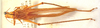 CollectionObject 1543660; a8c5c207-6359-44d2-a281-7b1f779ddbf4: male, dorsal view (holotype). (CollectionObject).