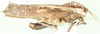 Lobosceliana cinerascens (Stål, 1873): lateral view. (Otu).