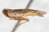 Habitus, lateral view on Catonia haitiensis Dozier, 1931: (Observation).