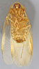 CollectionObject 1567092; 16b70a45-1420-44dd-bac0-aacb61b37297: Photo by Heidi Hopkins. Holotype, adult male, ventral habitus. (CollectionObject).