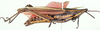 Ochrophlegma vittifera (Walker, 1871): female, lateral view. (Otu).