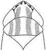 Head: !! display not done !! on Arundanus proprius (DeLong, 1918): head, dorsally. (Observation).