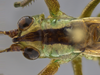CollectionObject 1593109; cc75ce1d-9086-4339-95a2-127555517233: male head and pronotum, dorsal view. (CollectionObject).