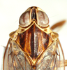 Habitus, dorsal view: (Observation).