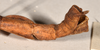 CollectionObject 1558787; 0b960f35-c7d1-4383-a54b-89a33fa6d8ed: copyright OUMNH. male: end of abdomen, lateral view of synonym Extatosoma hopii (holotype). (CollectionObject).