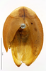 CollectionObject 1587223; MNHN(SF IMPORT DUPLICATE) MNHN-EP-EP1162, f4e36985-653e-4b4a-8873-b42e3013bc3d: CC BY-NC-ND 4.0/MNHN - Depraetere Marion - 2014. Syntype, female, of flavipes Blanchard, 1837. Specimen number: MNHN-EP-EP1162. http://coldb.mnhn.fr/catalognumber/mnhn/ep/ep1162. (CollectionObject).