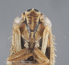 Head on Colladonus fasciaticollis (Stål, 1864): Head/Face. (Observation).