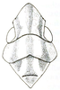 Head: Head, pronotum and mesonotum, dorsal view. (Observation).