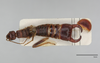 CollectionObject 2007172; 3f881aed-29d9-4272-aeea-af17cf7b3a36, CASTYPE CASTYPE15706: Austroblandex bituberculatus, holotype male, dorsal view. Available at https://monarch.calacademy.org/collections/individual/index.php?occid=2509255&clid=0. (CollectionObject).