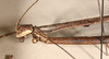 CollectionObject 1557400; a4201265-e4a5-4a62-be2f-58ec38975bd1: copyright OUMNH. female head of synonym Phibalosoma calametum (holotype). (CollectionObject).