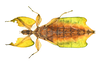 CollectionObject 1591399; 270adce3-a2d6-4189-9d34-ba6b6ce3ba6a: copyright IMQC Montreal. female, ventral view (holotype). (CollectionObject).