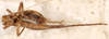 female, ventral view (syntype of Hapithus quadratus). Depicts CollectionObject 1597726; 8c7b832f-ee2e-4712-849b-ddfe80ebcdec, a CollectionObject.