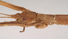 CollectionObject 1559962; NHMUK(SF IMPORT DUPLICATE) 844673, b14b42e5-343f-4133-9ebb-253ec43d2cc6: copyright Natural History Museum, London. female: head, lateral view of Lonchodes pfeifferae (holotype). (CollectionObject).