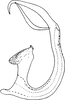 Aedeagus, lateral view on Shamala (Mahmoba) prospecta Dworakowska, 1982: Aedeagus, lateral view. (Observation).