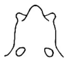Moncheca pretiosa Walker, 1869: Pl. XXII, Fig. 14 (Cordillera del Rusio, Tolima). dorsal outline of female fastigium. (Otu).