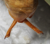 CollectionObject 1532225; NMW 15467, e0382519-eaf5-4d8e-b4a9-0692e6ec54f5: male abdomen tip, lateral view (syntype). (CollectionObject).