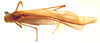 CollectionObject 1543678; c592e106-080a-4210-9033-94a90a317202: male, dorsal view (syntype). (CollectionObject).