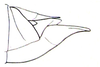Physophorina livingstonii Westwood, 1874: Fig. 29.5. male abdomen tip, lateral view. (Otu).