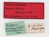 CollectionObject 1561349; cf80abfd-d8b1-4d7d-8b35-996b3b8dea81: copyright MHNG, Geneva. female, data labels (holotype). (CollectionObject).