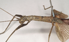 CollectionObject 1561274; b321227c-ed38-4743-8052-c0567dfdf3ec: copyright Natural History Museum, London. male: head and thorax, lateral view (holotype). (CollectionObject).