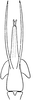 Aedeagus, ventral view on Athysanopsis salicis Matsumura, 1905: Aedeagus, ventral view. (Observation).