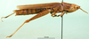 CollectionObject 1502867; c9addb4b-f215-41dd-93cd-8263065322e5: female, lateral view (paratype). (CollectionObject).